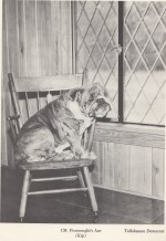 Kip, Laura Jepsen's bulldog in the cottage, Lichgate on High Road