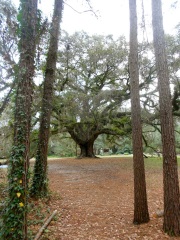 Lichgate Oak at Lichgate on High Road