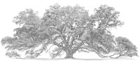 Stephen Malkoff Print of Lichgate Oak